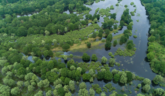 Auenwildnis Foto: Klaus Nigge